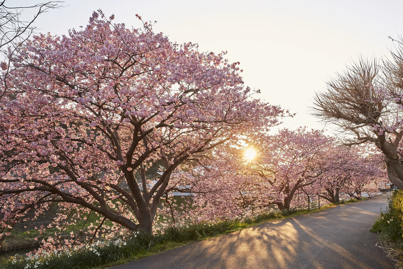 南伊豆町 みなみの桜と菜の花まつり