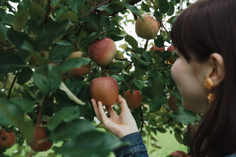 Hirosaki City Apple Park