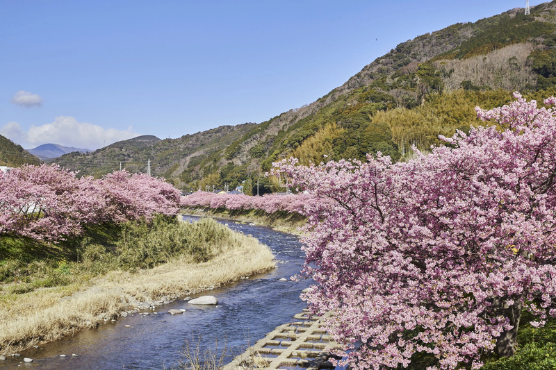 河津桜