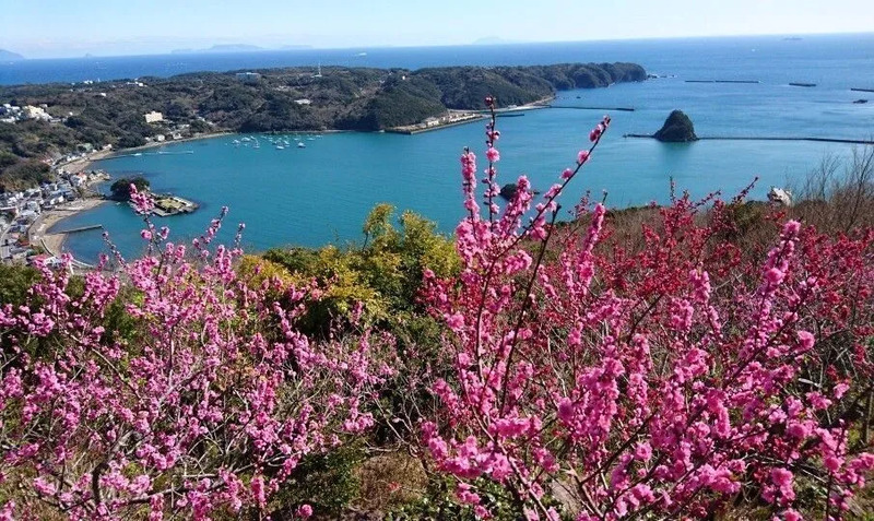 下田ロープウェイ 花桃&ミモザフェスタ