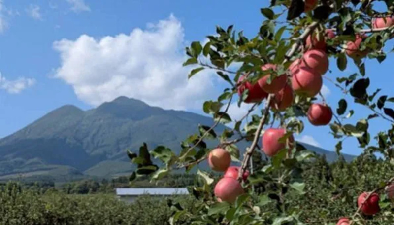 津軽のリンゴ畑（イメージ）