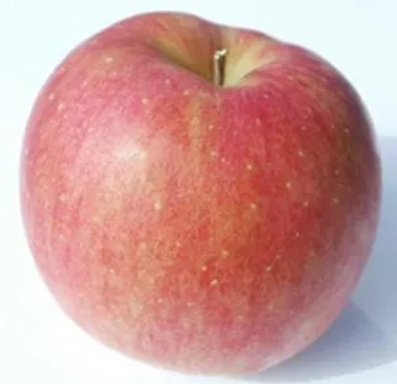 シナノスイート