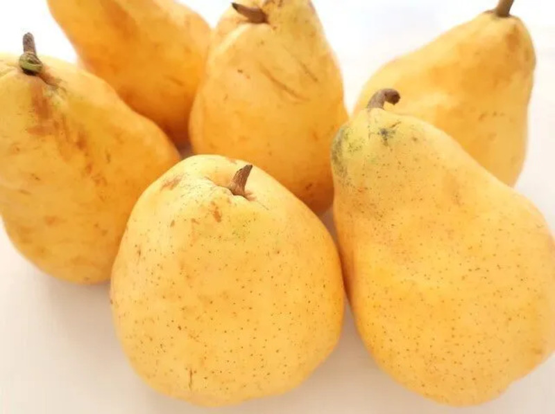 ル レクチェとは