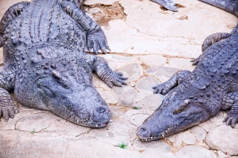 熱川バナナワニ園