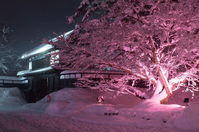 冬に咲くさくらライトアップ実行委員会