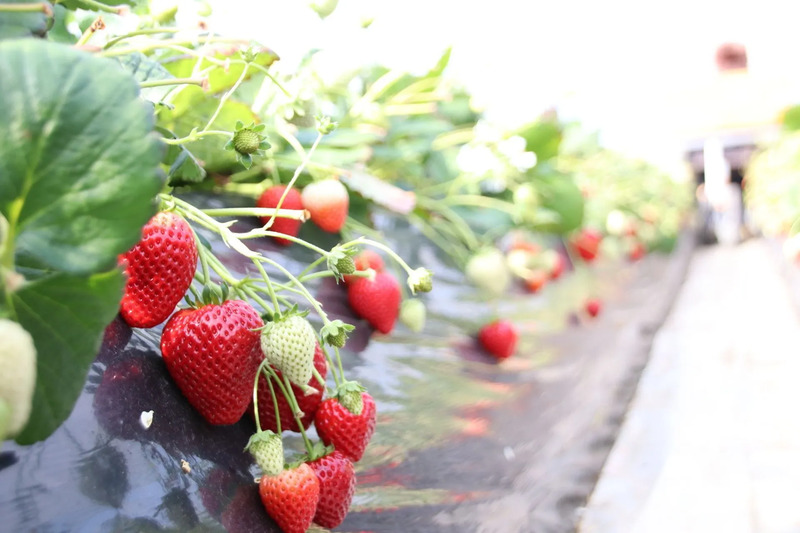 栃木県茂木町 完熟いちご即売会