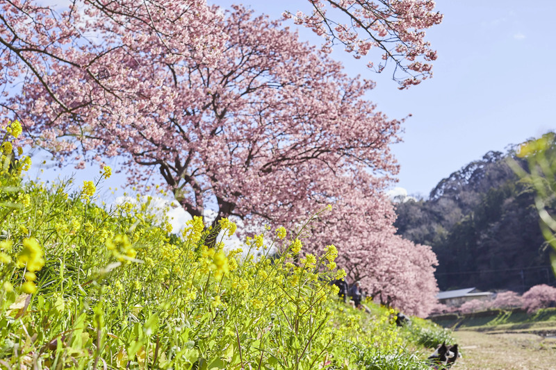 みなみの桜と菜の花まつり