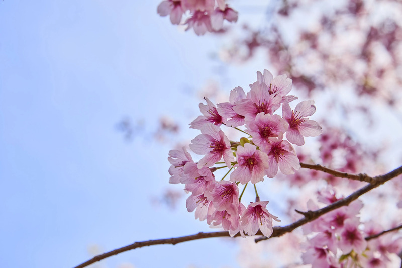 伊東 さくらの里