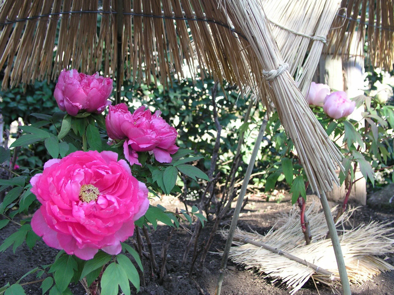 神苑ぼたん庭園