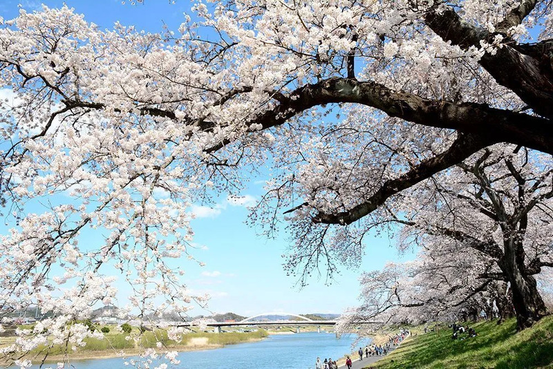 Hitome Senbon Zakura