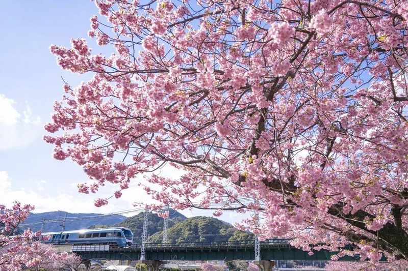 サフィール踊り子