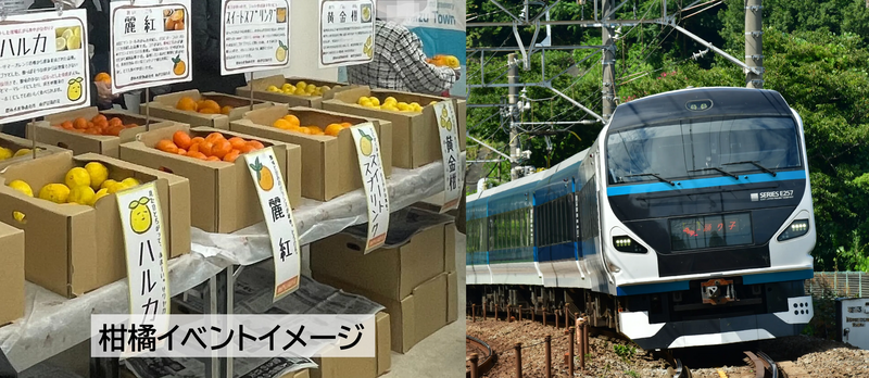 特急「みなみの桜河津桜号」