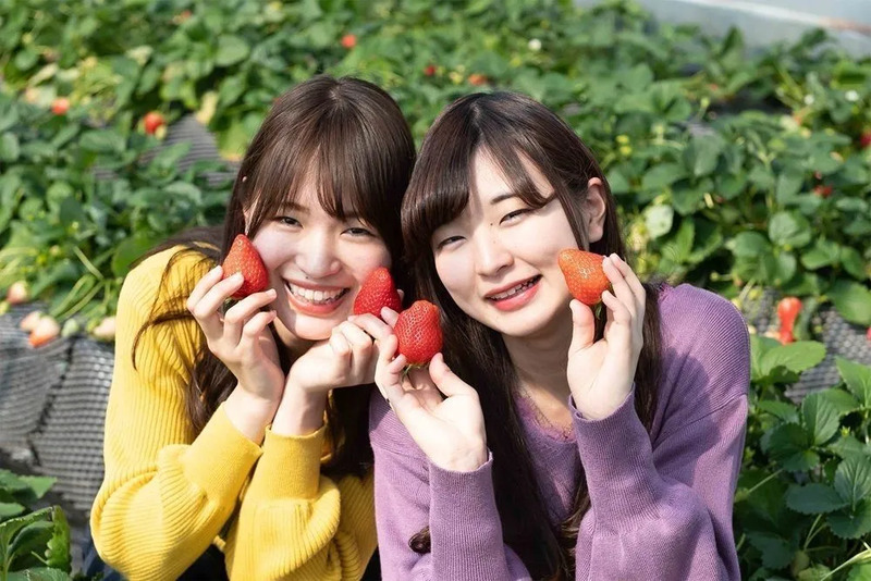 Provided by Itigo no Sato Farm.