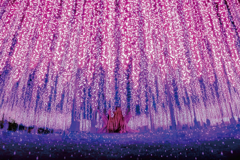 Provided by Ashikaga Flower Park.