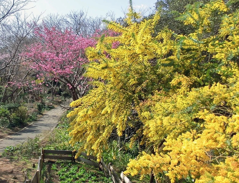 ギンヨウアカシア