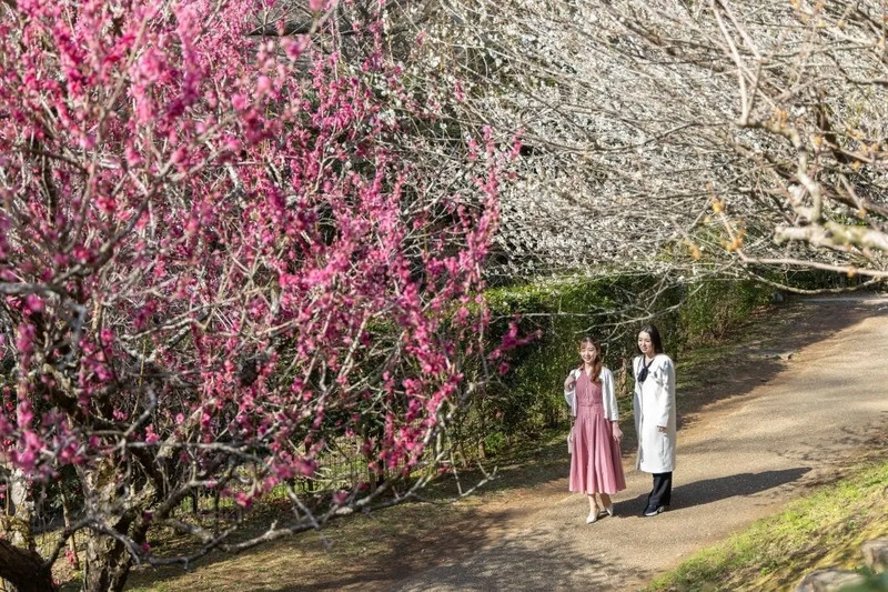 熱海梅園,熱海観光,熱海旅行,熱海モデルコース,熱海1泊2日