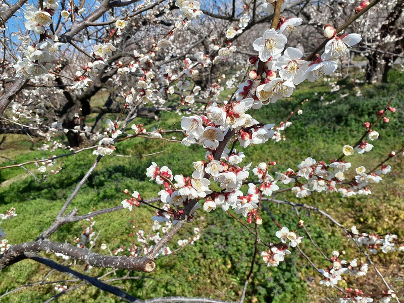 梅まつり