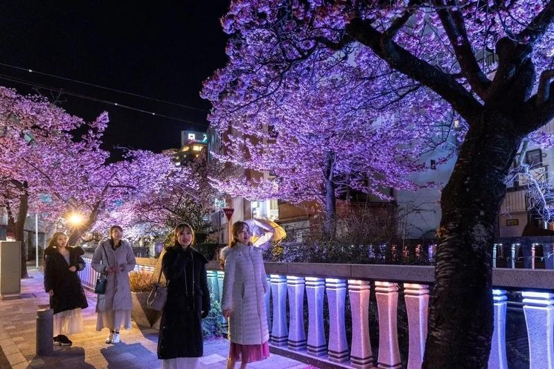 糸川桜まつりライトアップ,熱海観光,熱海旅行,熱海モデルコース,熱海1泊2日