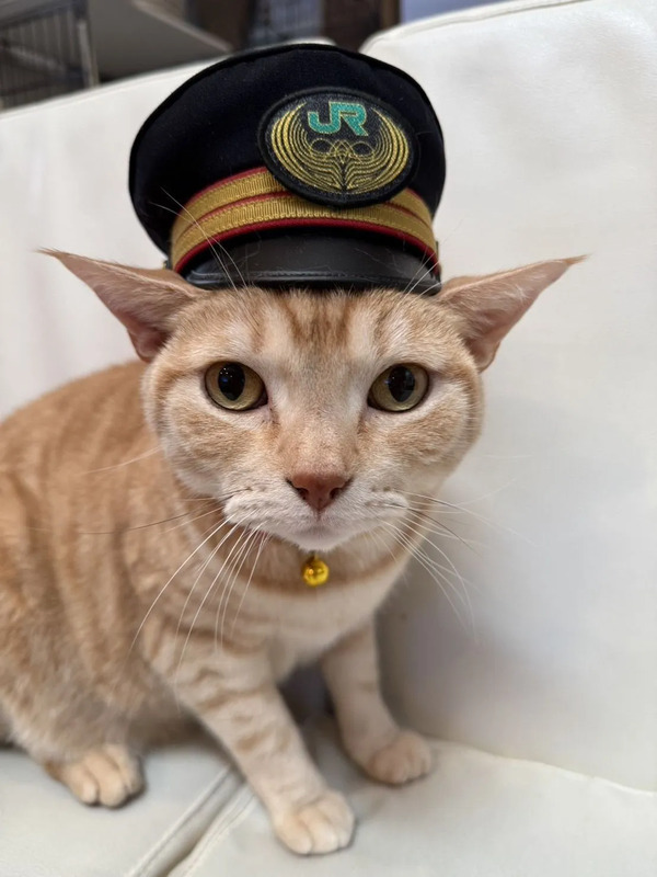 猫駅長体験イメージ