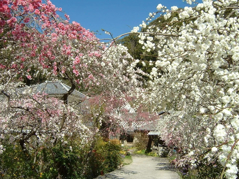 蓮台寺しだれ桃