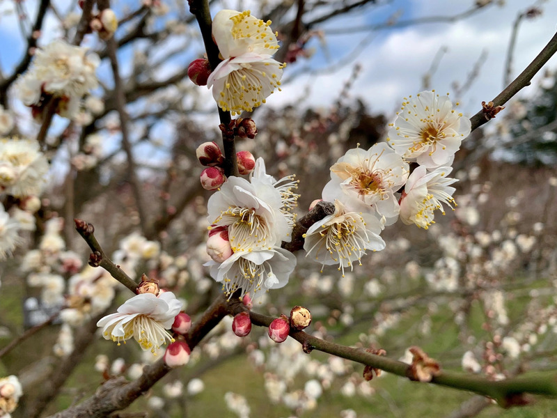 偕楽園の梅