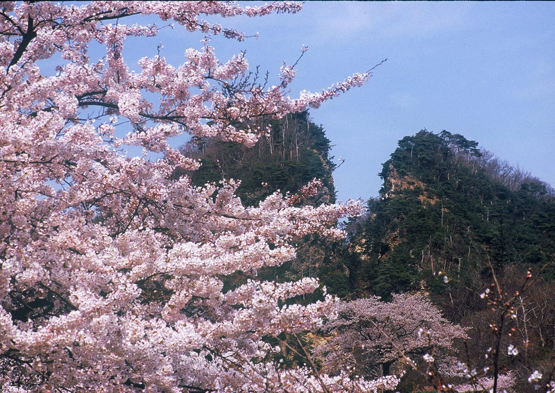佐渡金山（春・桜）