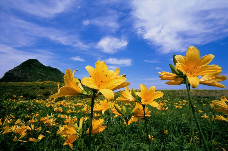トビシマカンゾウ
