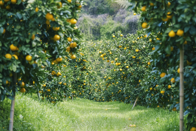 吉田農園の木成り栽培