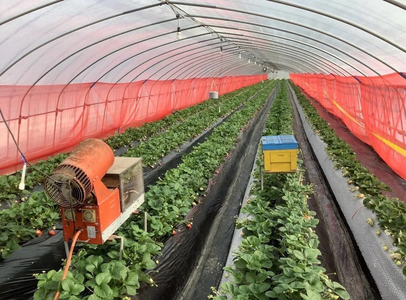 いちご収穫の様子