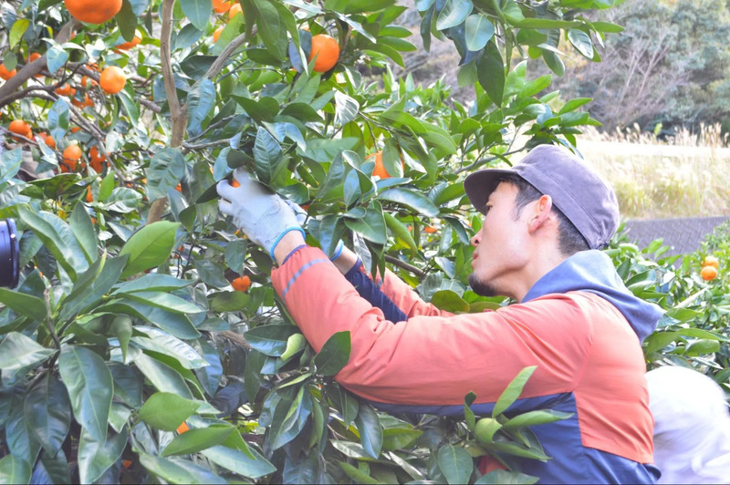 おてつたび例⑦