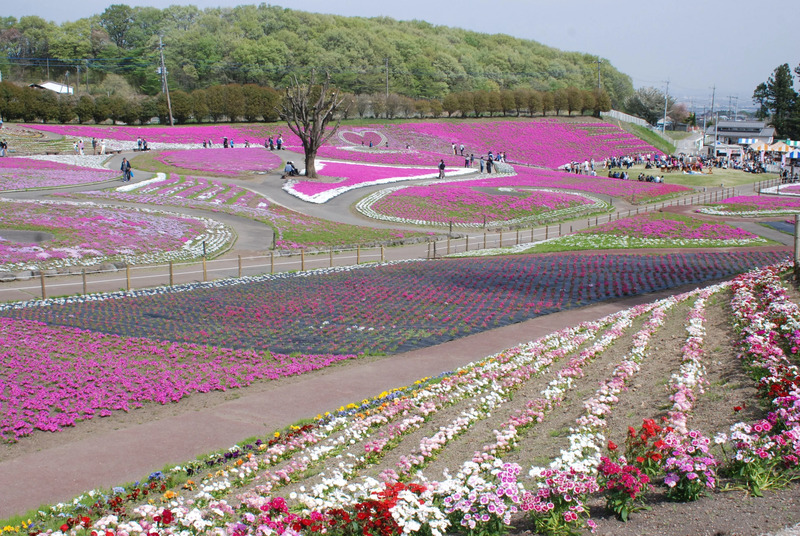 みさと芝桜公園