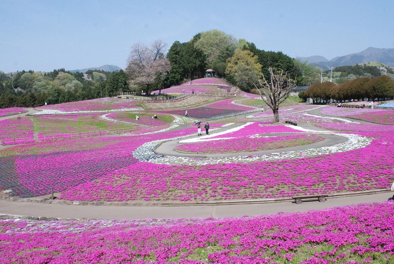 みさと芝桜公園