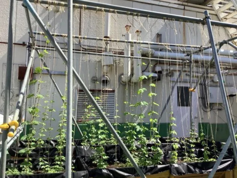 松戸ビール×松戸駅コラボビール第3弾『常磐のホップ JL22』好評発売中