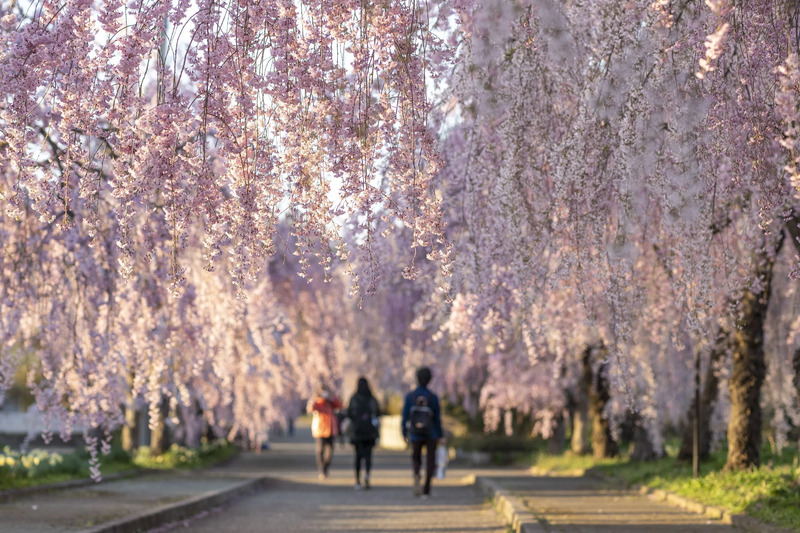 日中線しだれ桜並木