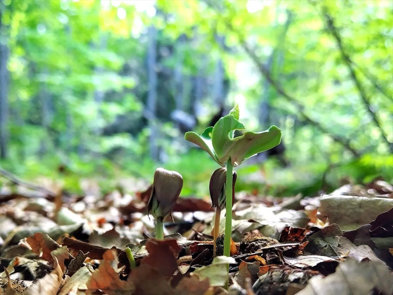 白神山地,秋田,春
