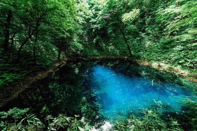 白神山地,青森,春