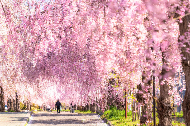 日中線しだれ桜