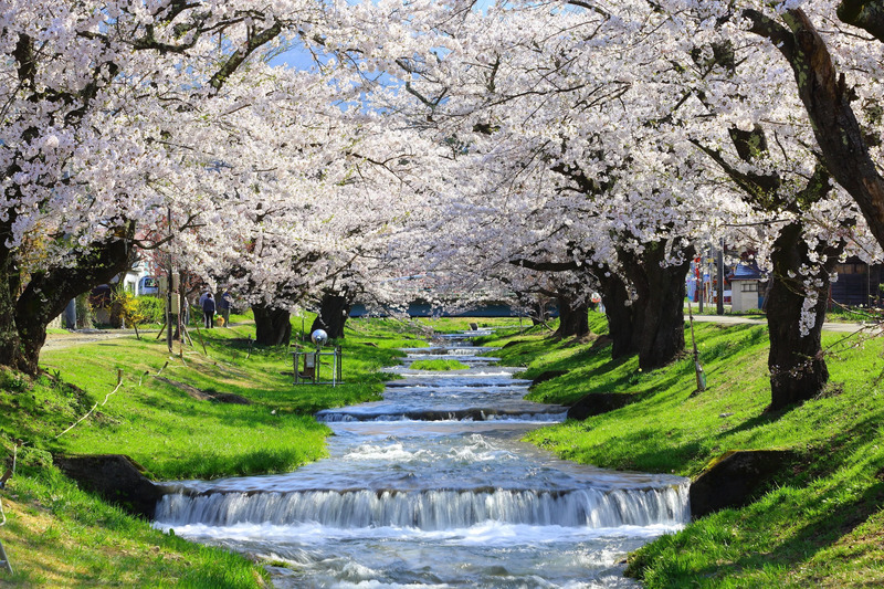 観音寺川の桜並木