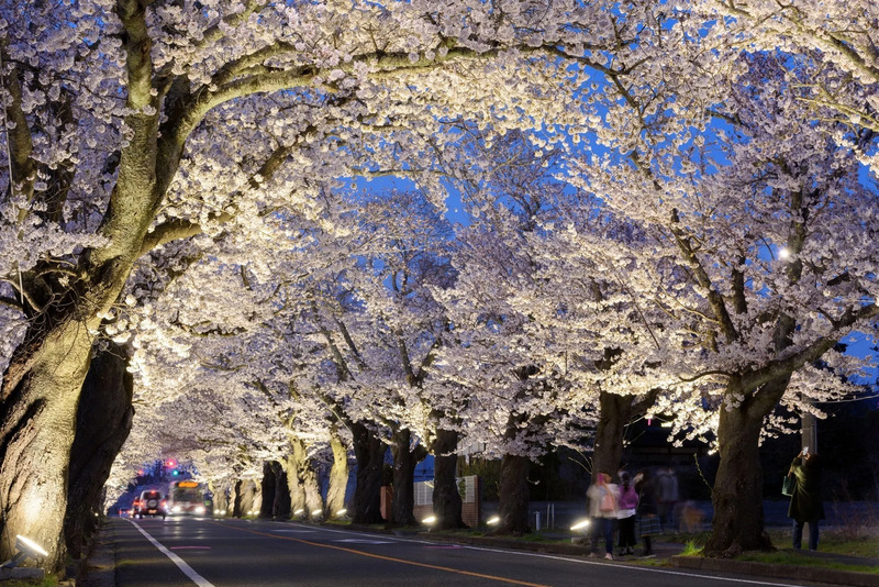 夜の森の桜トンネル
