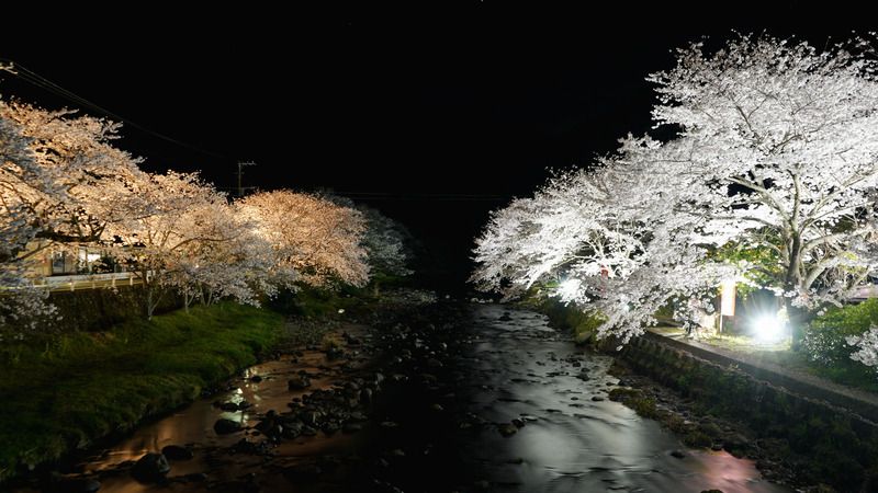 松崎桜のライトアップ