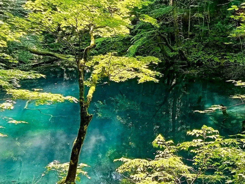 白神山地,青森,春