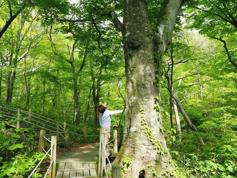 白神山地,秋田,春