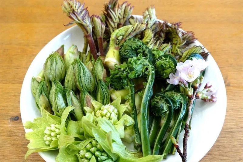 白神山地,秋田,青森,春