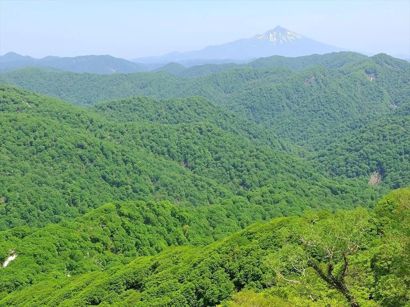 白神山地,春,秋田,青森