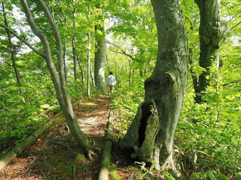 白神山地,春,秋田,青森
