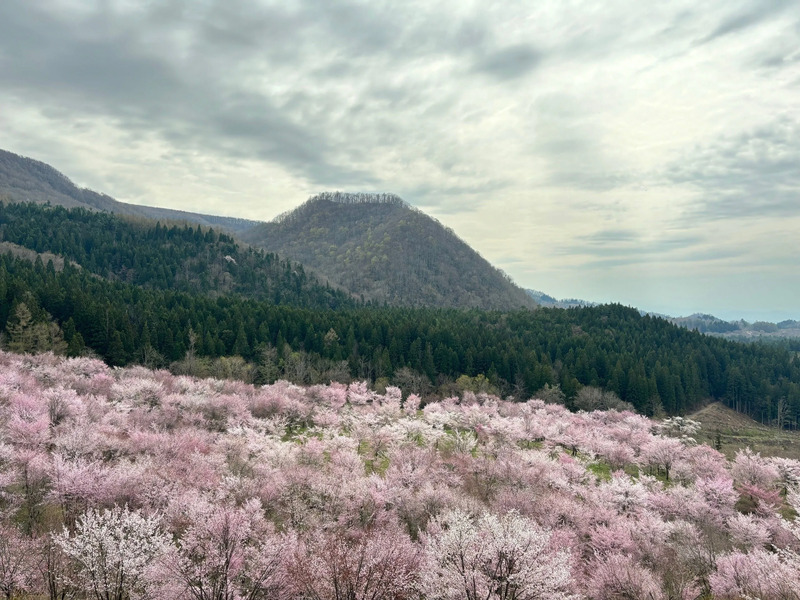 桜峠
