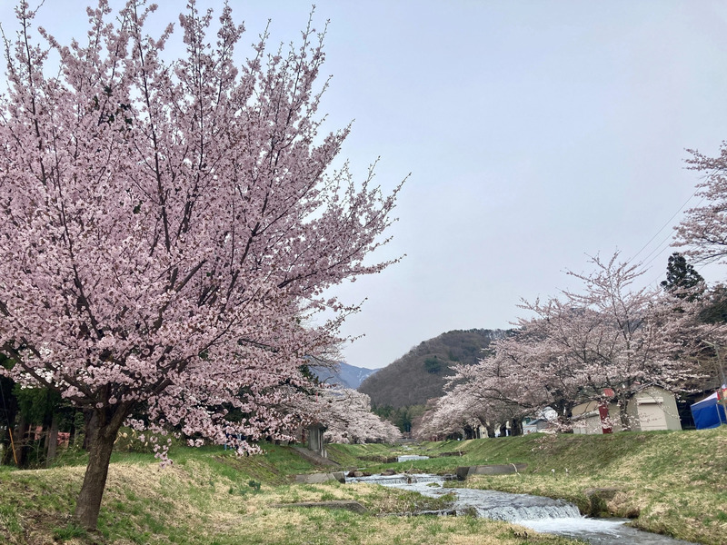 観音寺川の桜