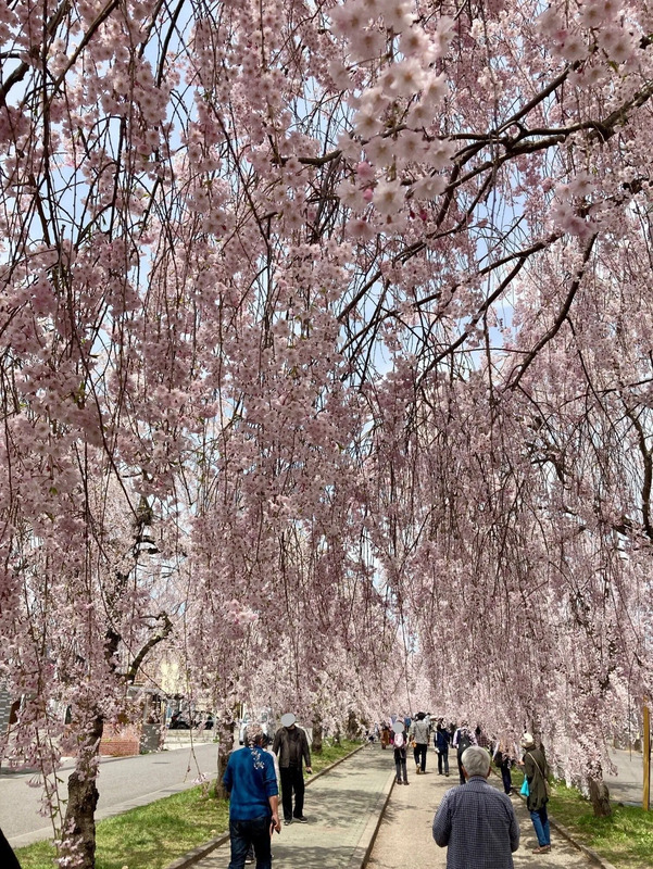 日中線しだれ桜並木
