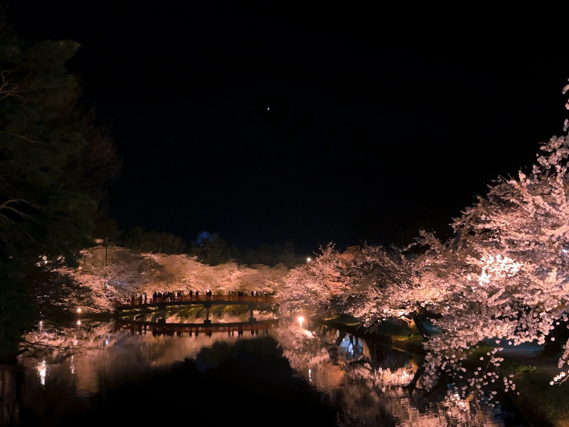 桜のトンネルと春陽橋2（社員提供）