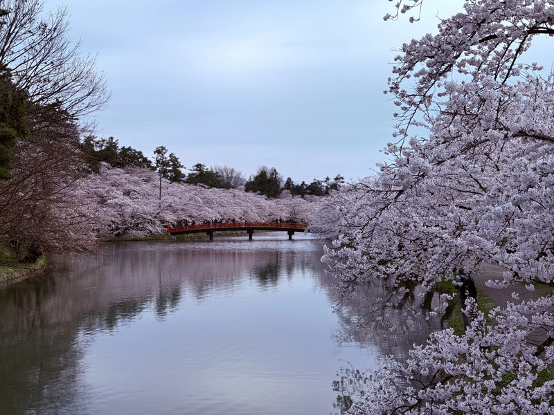 桜のトンネルと春陽橋1（社員提供）